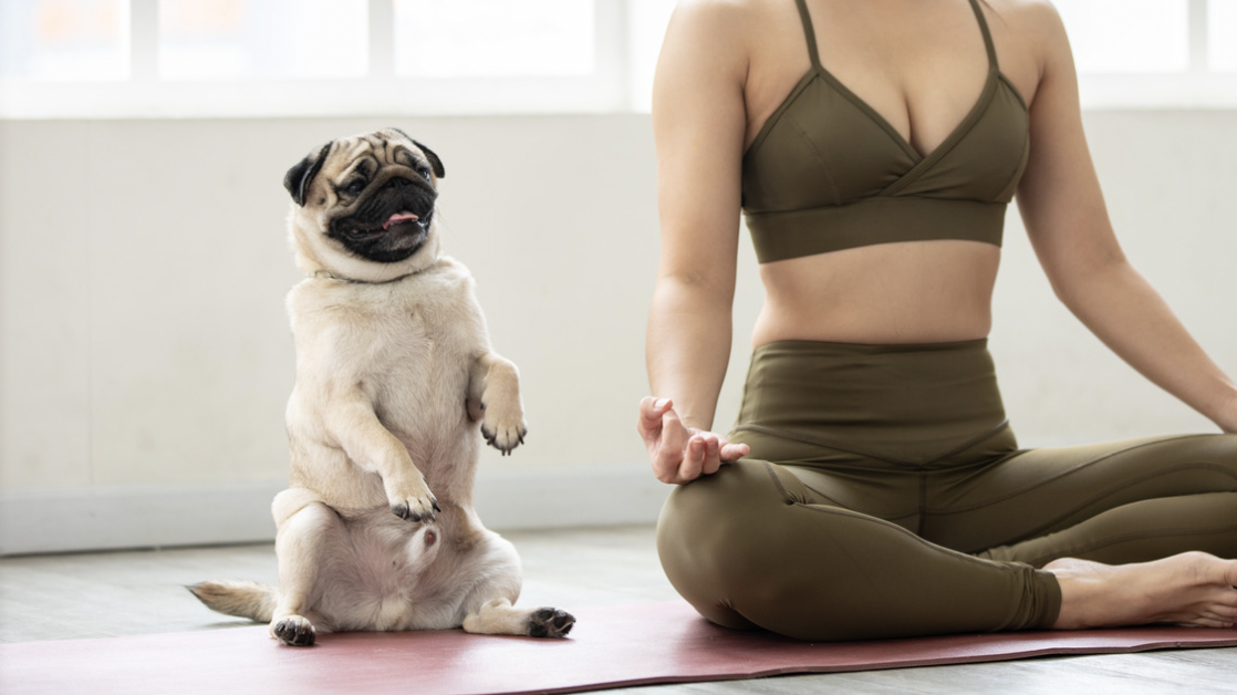 Pug Names
