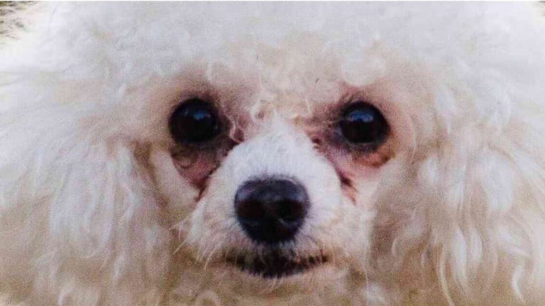Small White Dogs With Crusty Eyes crusty white dogs