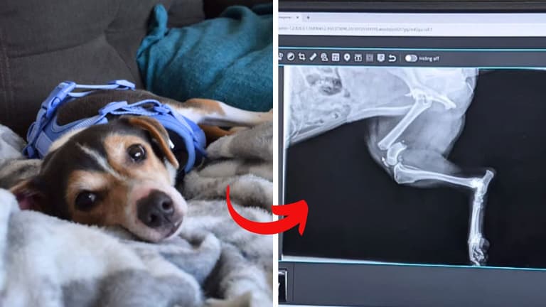 Dog up for Adoption: After Surviving a Car Wreck, Rescuers Heal this Beagle's Leg & Life