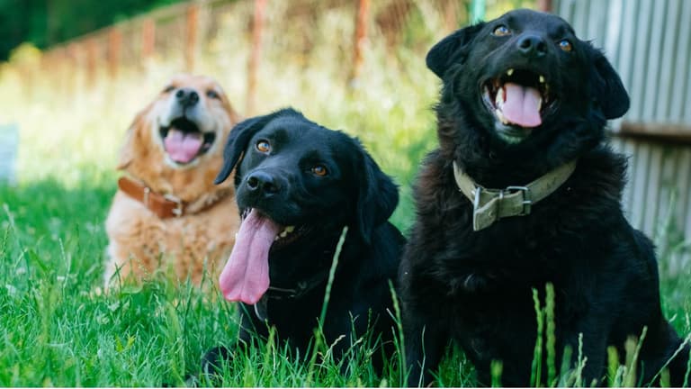 black golden retriever