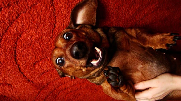 Funny Dog Names