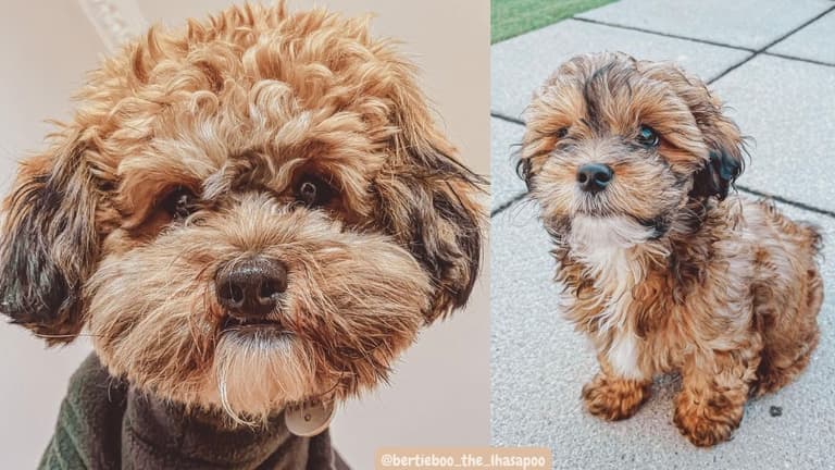 the Lhasapoo dog