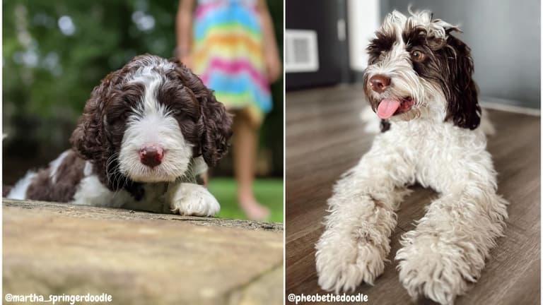 Springerdoodle