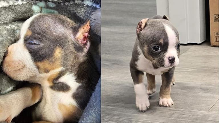 Tiny Puppy Abandoned After Botched Ear Cropping