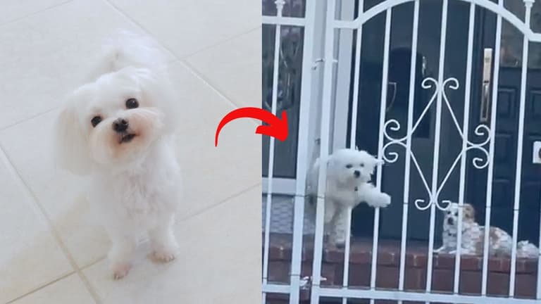 The Unseen Struggle of Velcro Dogs