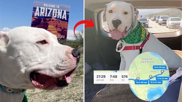 Dog up for adoption: Dogo Argentino Travels 3,000 Miles Through Blizzards & Deserts for His Final Chance at Adoption