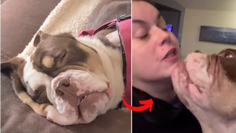 Shot 3 Times But Still So Affectionate: This Bulldog's Response to Her Rescuers Will Melt Your Heart"
