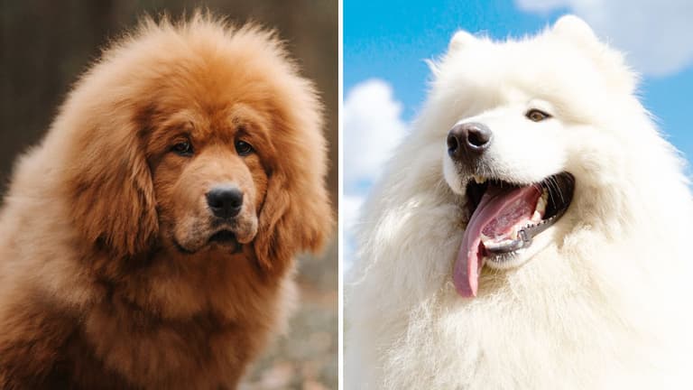 Fluffy Dog Breeds