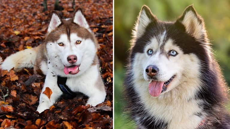 Husky Dog Name