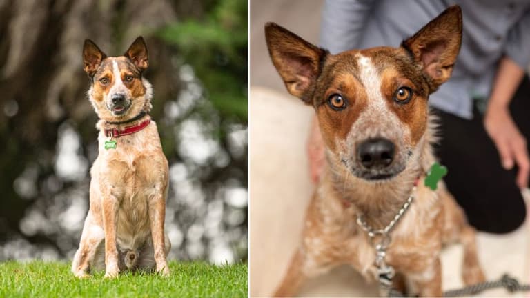 Dog up for adoption - Marco