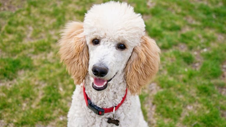 Poodle Names