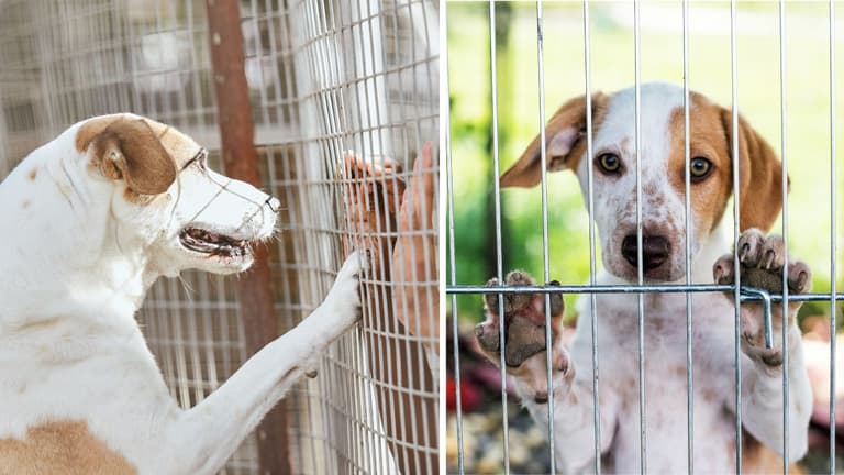 This One Mistake Could Send Your Dog Back to the Shelter