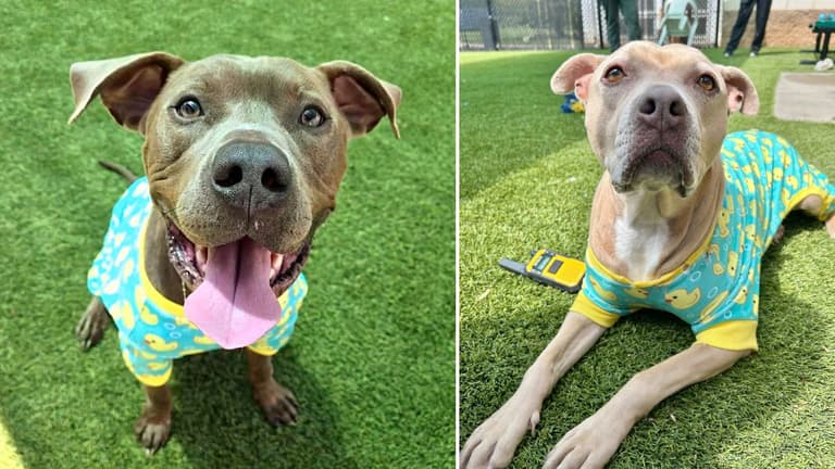 Overcrowded Raleigh Shelter Gives Dogs Adorable Duckie Pajamas to Get Them Adopted Faster