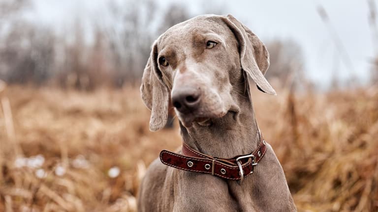 Hunting Dog Names 