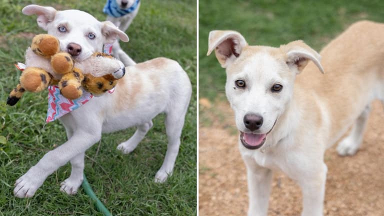 Betty (with Blue Eyes) & Beau