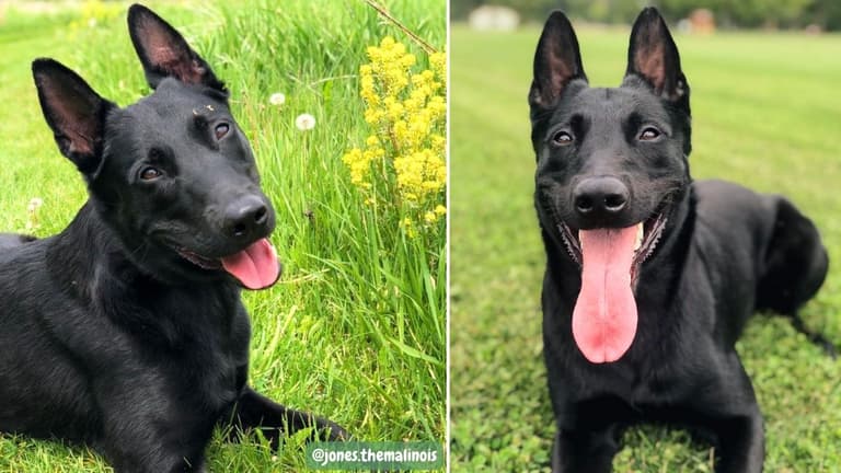 Black Belgian Malinois