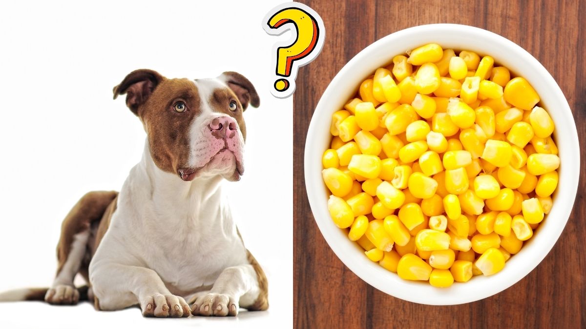 Can Dogs Eat Corn