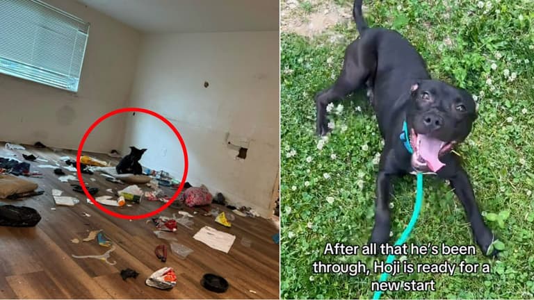 Dog Abandoned in Filthy Apartment Without Food or Water Yearns for a Forever Home