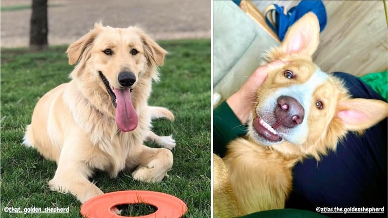 Golden Shepherds