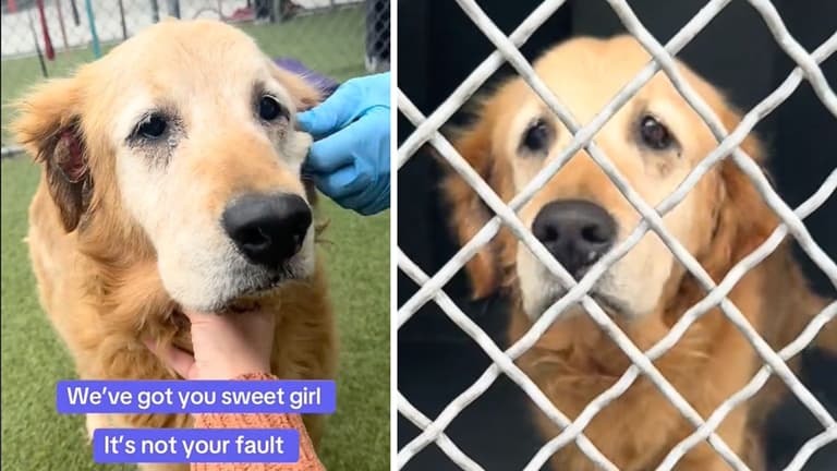 Senior Dog Suffers One Emotional Blow After Another After Owner Dies, Family Returns Her to Shelter