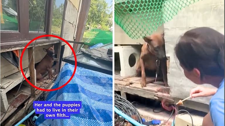 Mama Dog Spent Entire Life On Short Chain Birthing Puppies Until Rescuers Freed Her