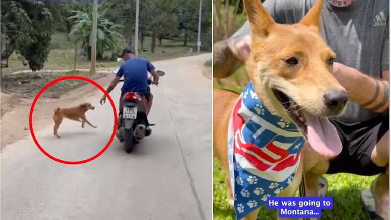 Thai Street Dog Travels the Globe For His Happily Ever After in Montana