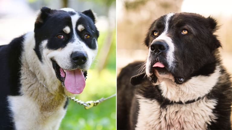 This Dog Was Bred by Mother Nature. Meet the Alabai, the Central Asian Shepherd