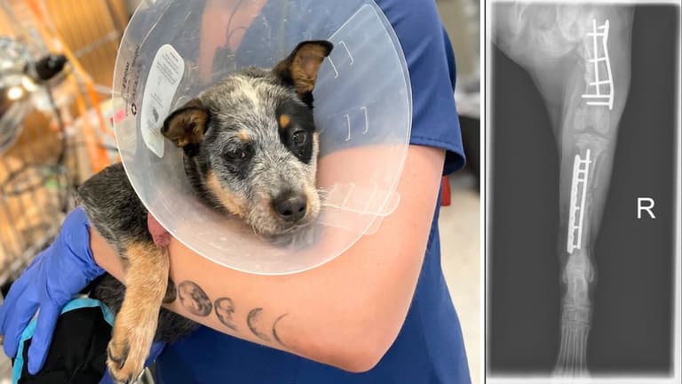 Rescue Pup's $23,000 Surgery Bill - And How Their Coffee Business is Saving Him
