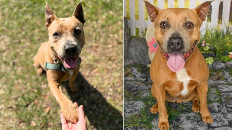 They Call this Shelter Dog the "Total Package" - So Why Has No One Adopted Bessie?