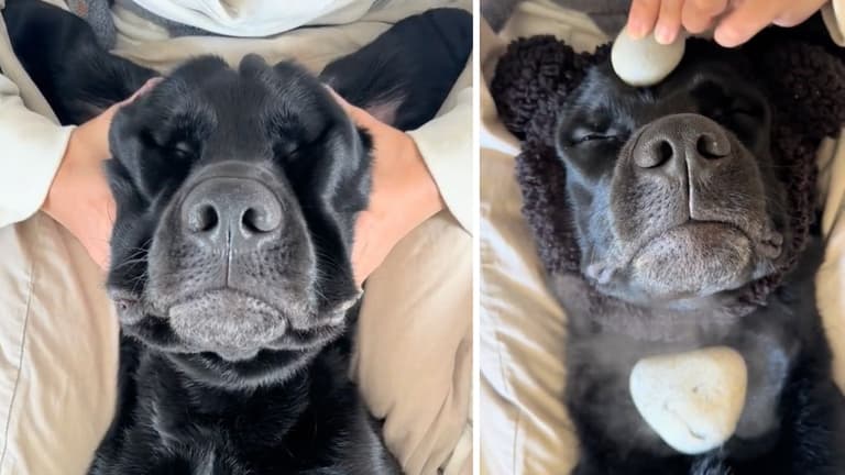 Dog’s Relaxed Reaction While Getting A Hot Stone Massage Will Leave You Craving For One