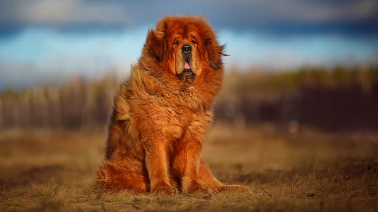 Red Dog Names