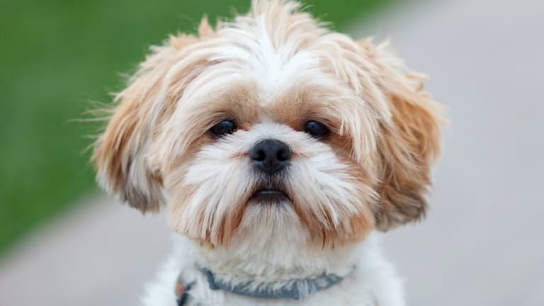 Shih Tzu Names