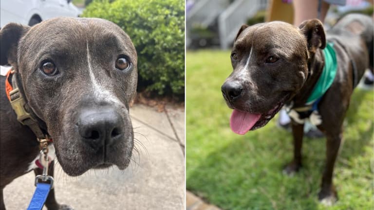 Innocent Pitbull Falls Prey to Outdated Stereotype. Now Desperately Seeking a Hero