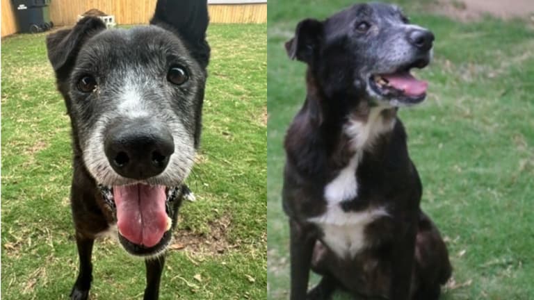 Senior Shelter Dog Still Longing for a Forever Home Months After Losing Owner