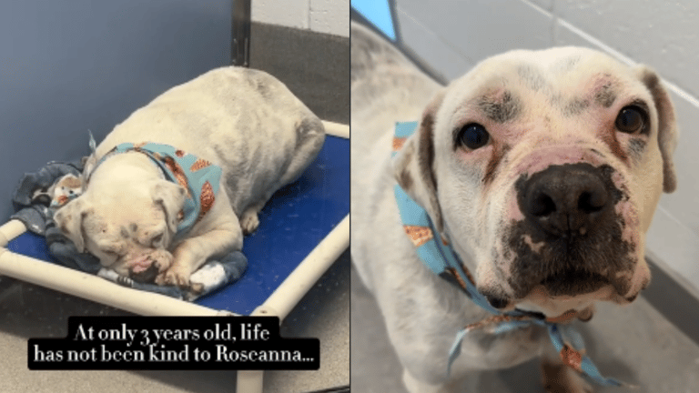 Deaf Shelter Dog With the ‘Most Beautiful Soul’ Needs a Loving, Forever Home