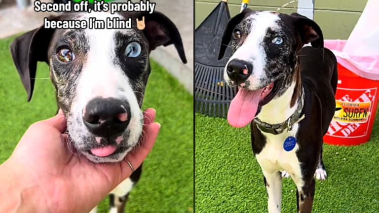 Blind Shelter Puppy Wonders Why Brother Sibling Got Adopted Without Him, Desires a Loving Home