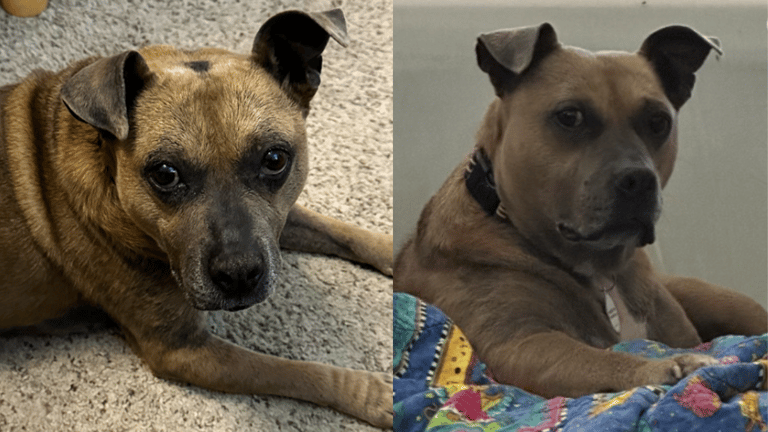 This Senior Dog Gives the Best Snuggles, Only Thing She’s Lacking Is a Forever Person