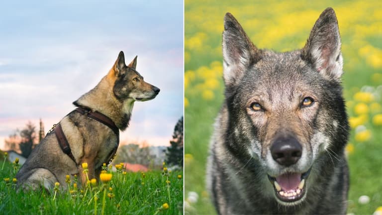 Wolfdog