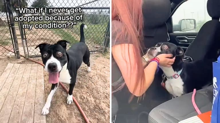 From Darkness To Light: A Blind Shelter Dog Gets A Second Shot At Happiness