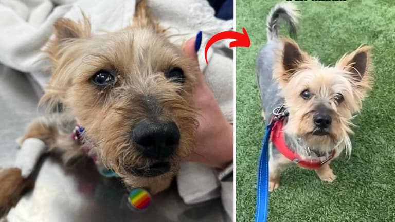 Neglected & Left to Die By Previous Owners, This Senior Yorkie is Ready to Love Again