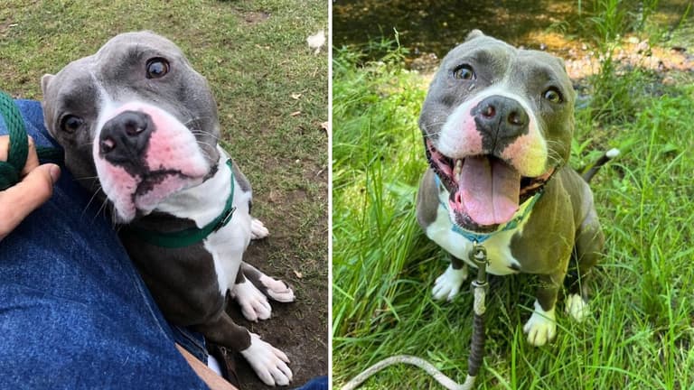 Sweet Blue Pittie Rescued from Deplorable Living Conditions, Now Seeks Loving Home