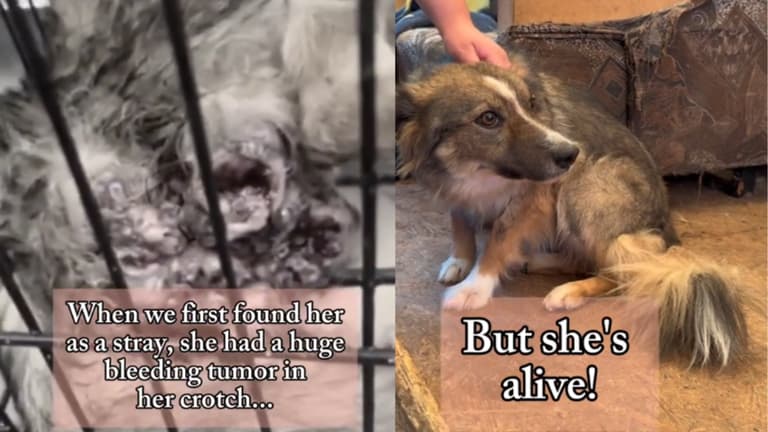 Stray Dog with Massive Tumor Finds Help from Good Samaritans – But Faces an Unexpected Obstacle