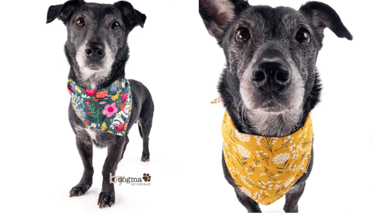 Dachshund Surrendered to Shelter Months Ago Won’t Stop Longing for a Forever Home