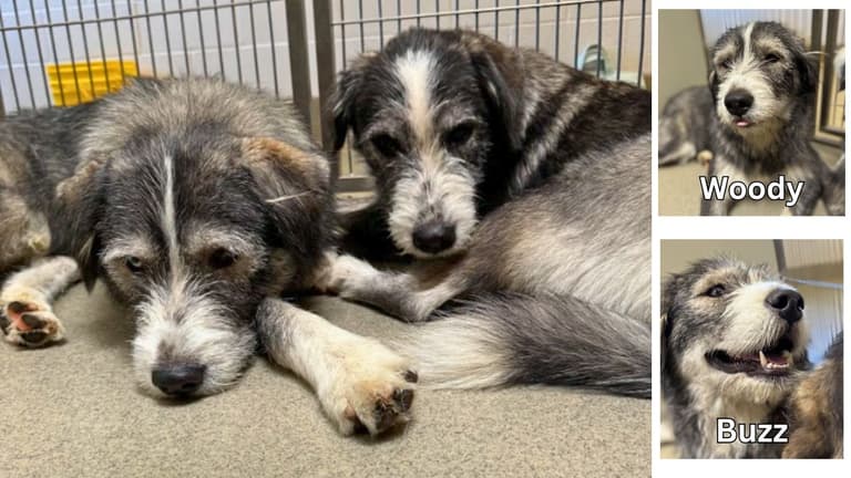 Sitting with dogs: Woody & Buzz
