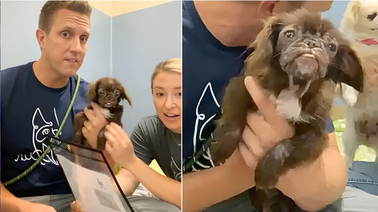'Baby Yoda' Dog Surprises Shelter Staff with Age Revelation!