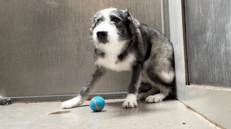 Watch the Moment this Scared Dog is Reunited with His Brother 