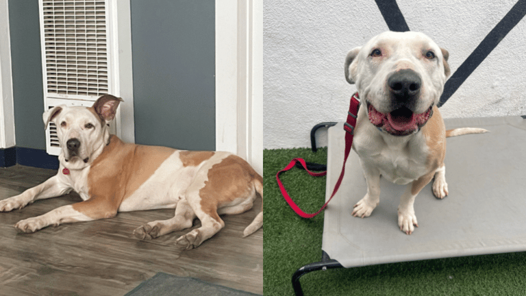 1,500-Day Wait: Can A Sweetheart Pittie Finally Find Some Love?
