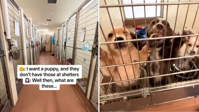 #1 Dog Adoption Myth Debunked: You Can’t Find Puppies At Shelters.