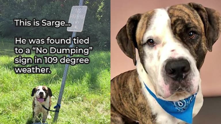 Mastiff Left Tied to Pole in 109-Degree Heat, Now Searching for Love