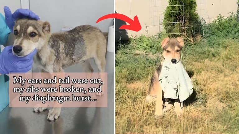 Bikey's Battle: How Quick Action Turned Tragedy into Triumph for One Puppy!